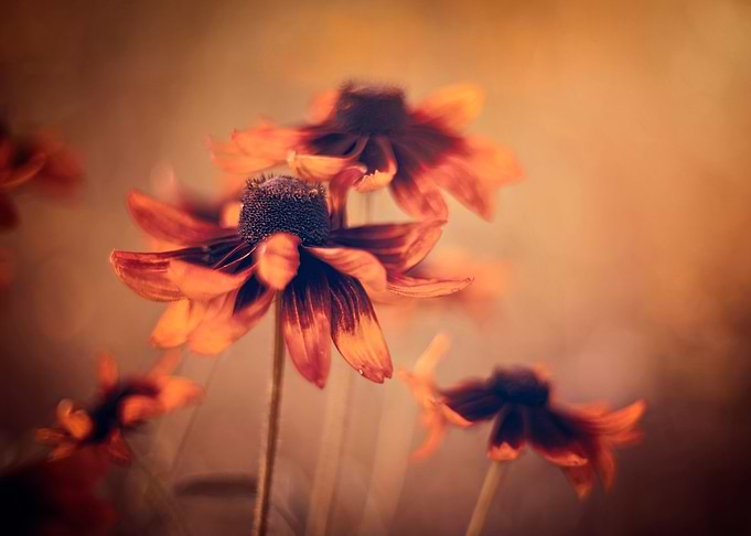 Rudbeckia flowers, garden