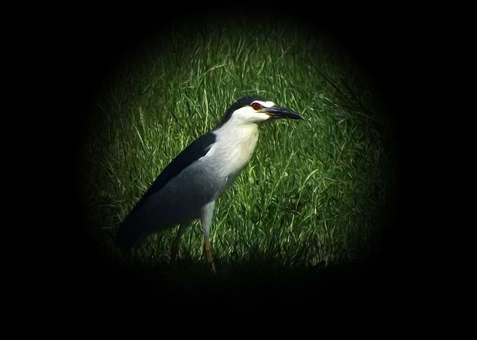 Night heron