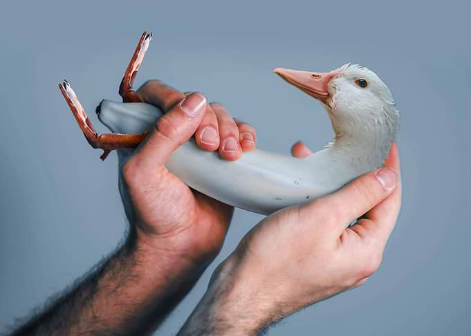 Ducking The Duck