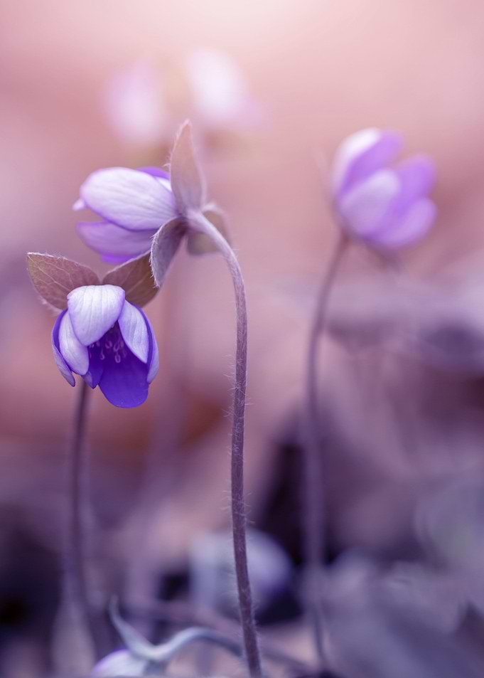 Spring purple flowers