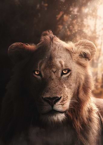 lion king of the jungle