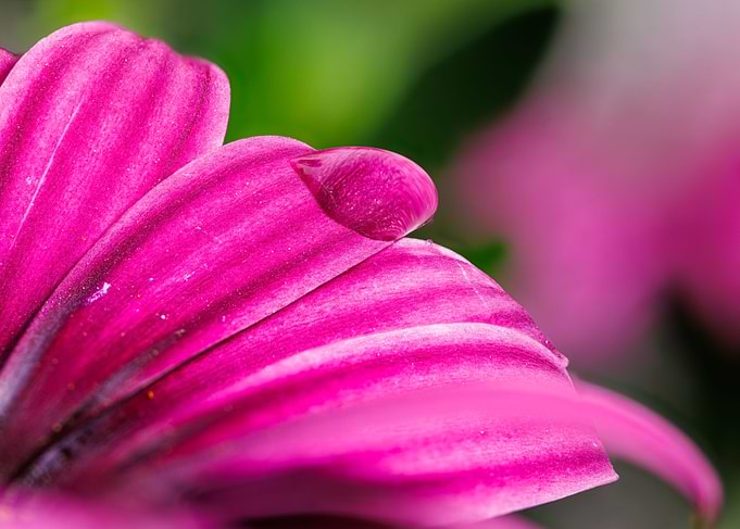 Macro of Cape daisy flower
