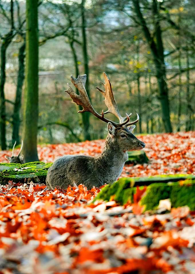 DEER