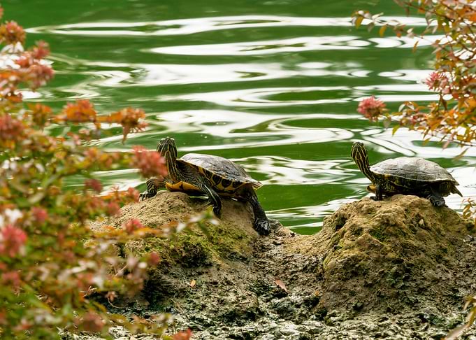 TWO TORTOISE