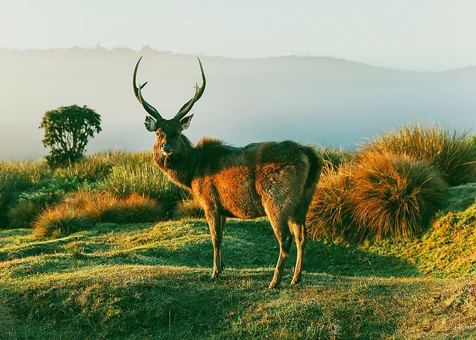 DEER