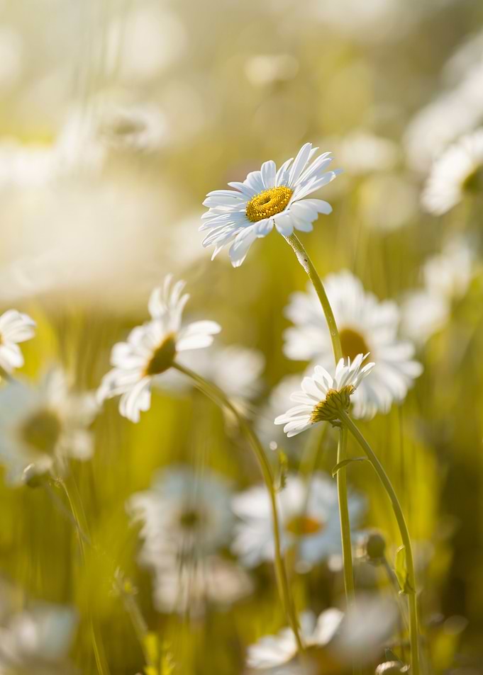White field daisies,meadow