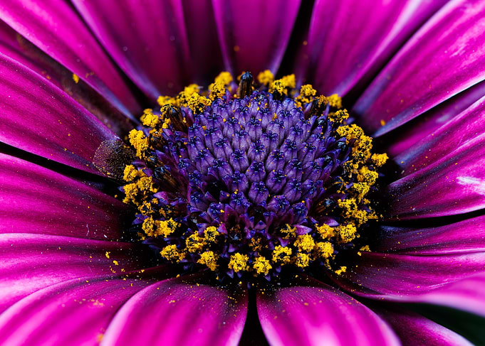 Macro of Cape daisy flower
