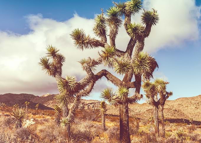 Joshua Trees