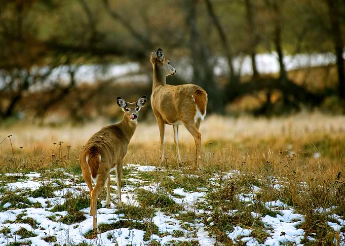 DEER