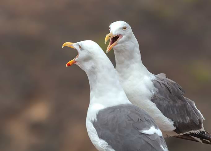 Talking Gulls