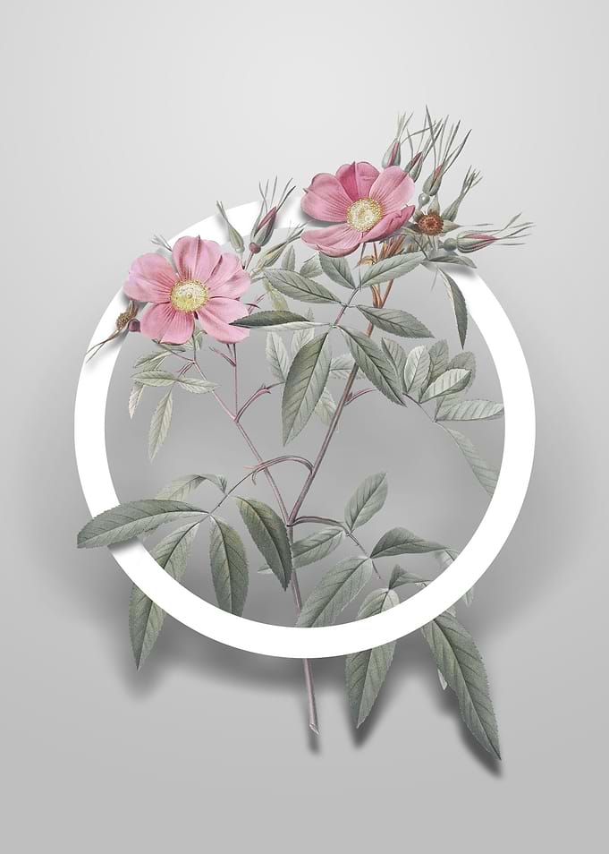 Pink Swamp Roses Flower