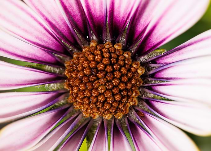 Macro of Cape daisy flower