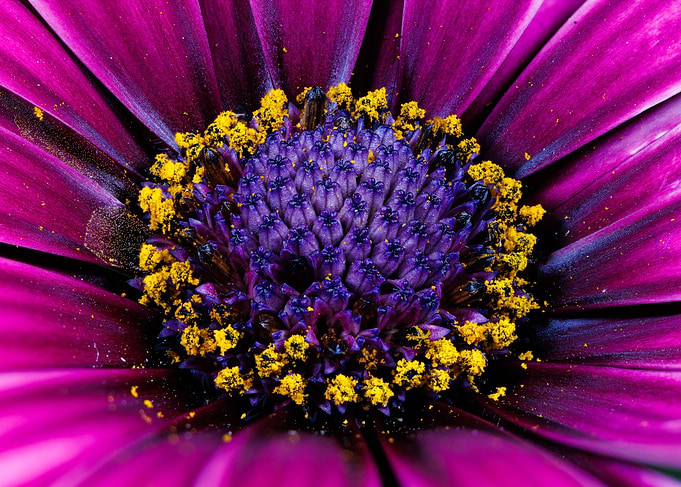Macro of Cape daisy flower