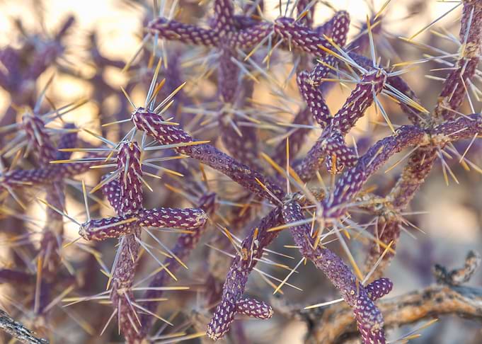 Pencil Cholla