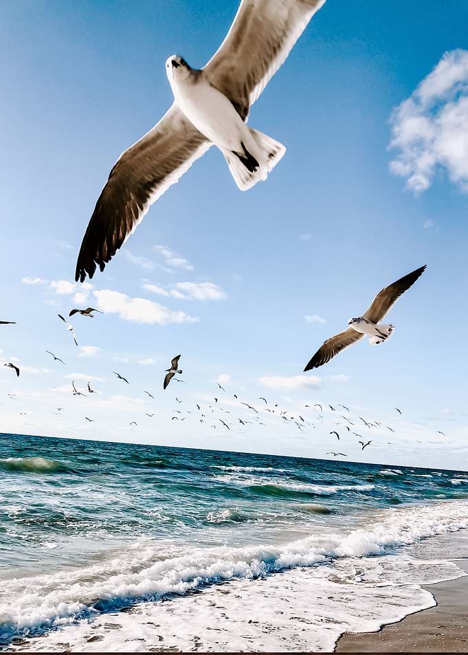 Seagull at the Beach