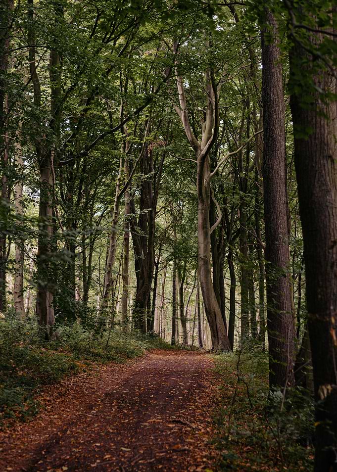 Autumn Woodland Walk