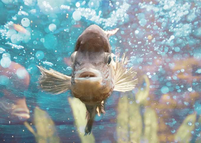 Big fish