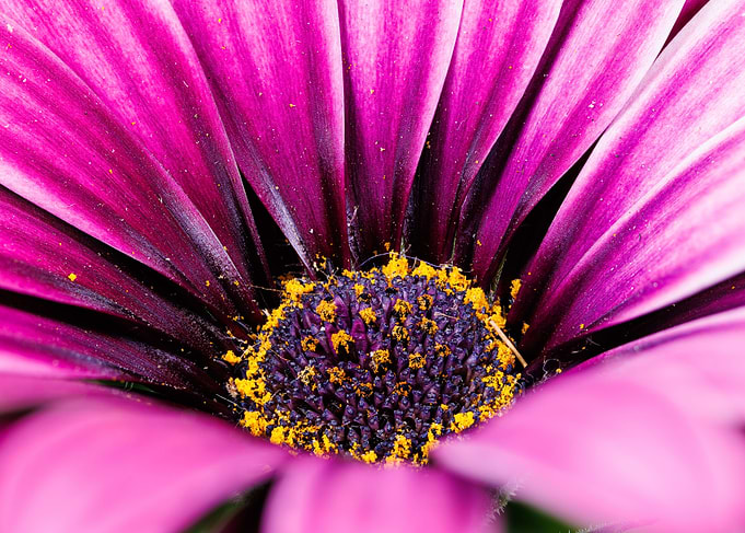 Macro of Cape daisy flower