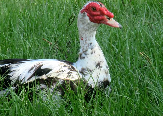 Fancy Duck