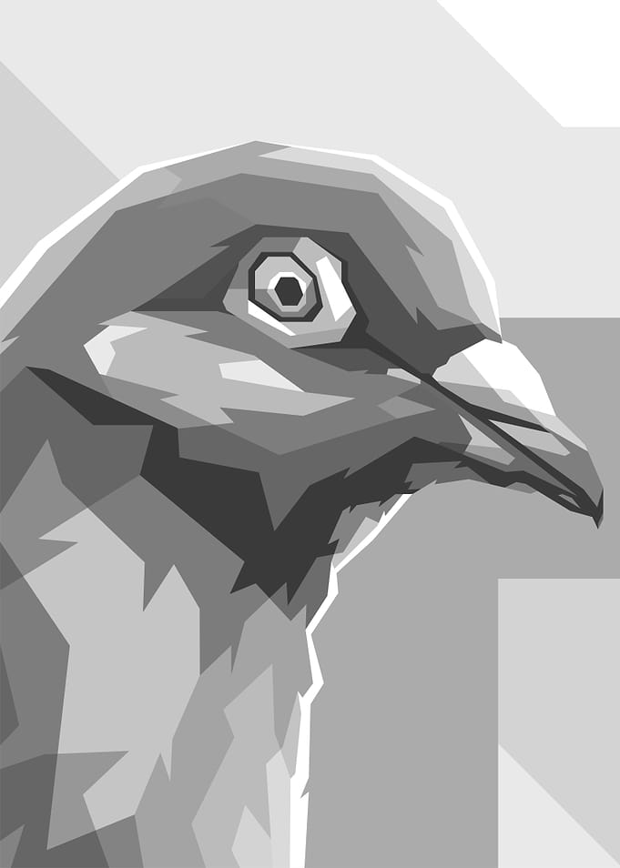 Pigeon Bird Gray