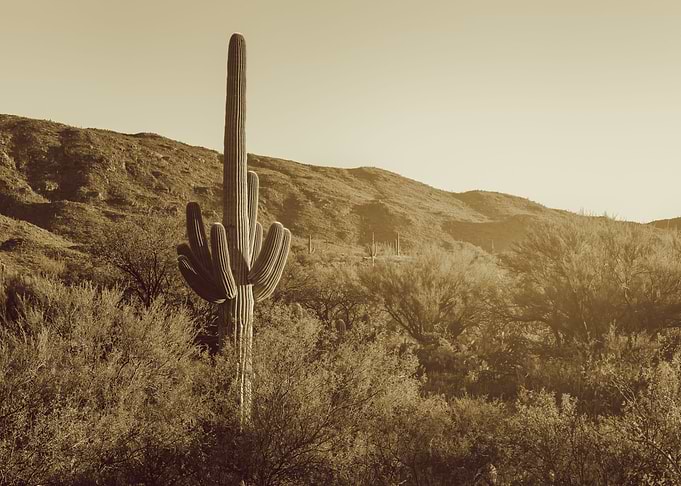 Sonoran Desert