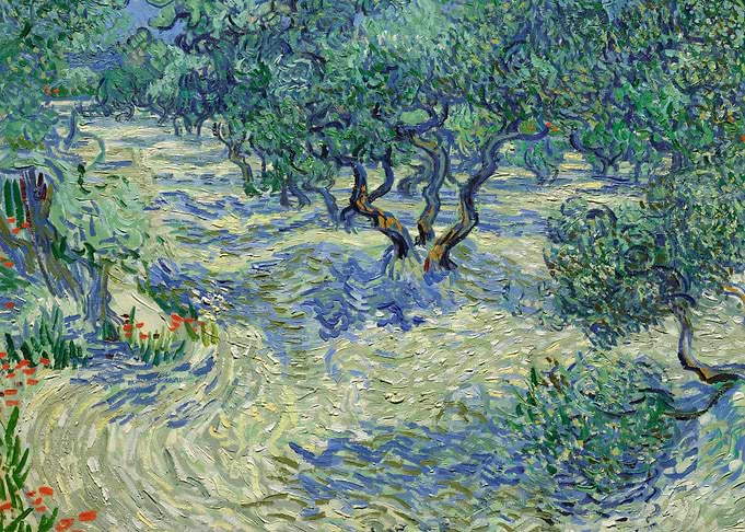 Olive Orchard