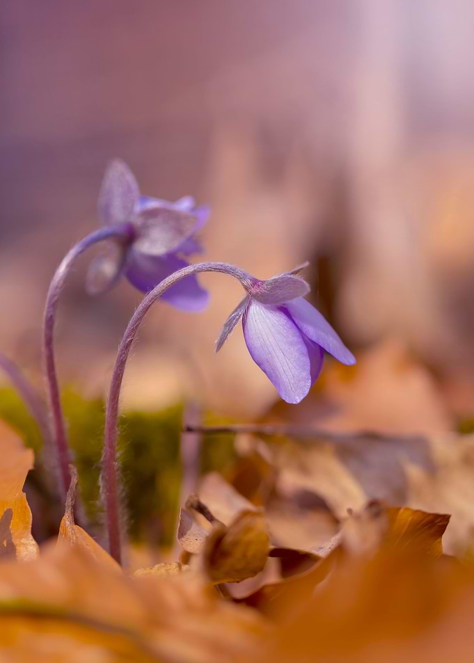 Spring purple flowers