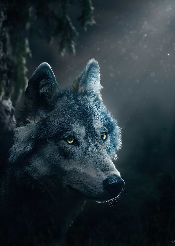 wolf at night