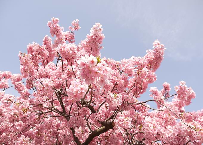 Cherry Blossom