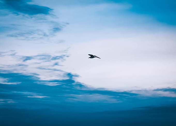 Sea gull crossing the sky