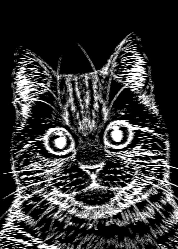 black white cat