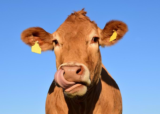 Cow licking its nose