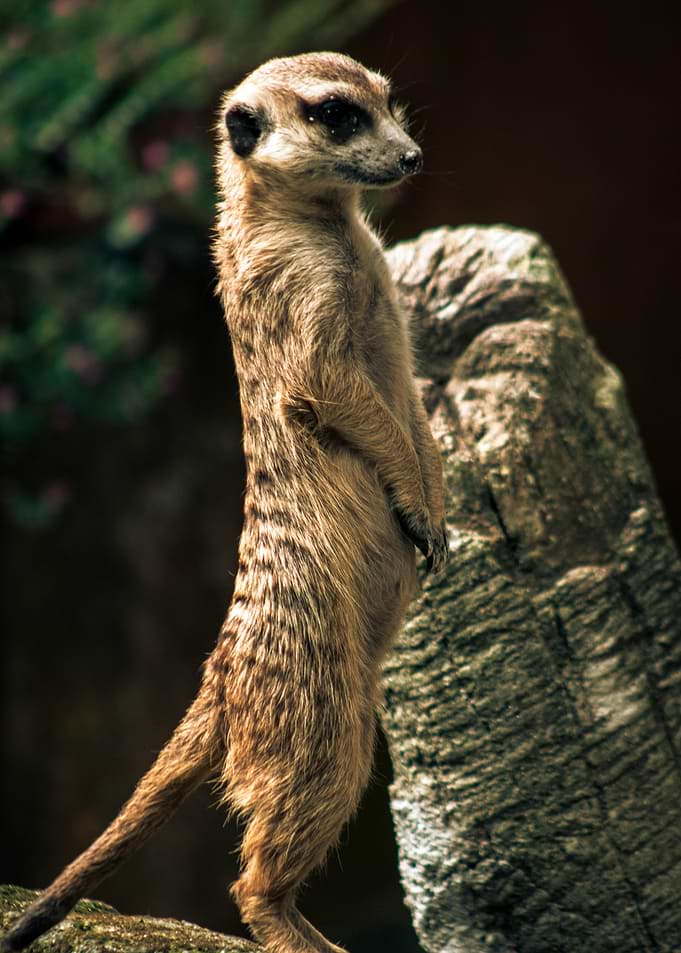 Meerkat