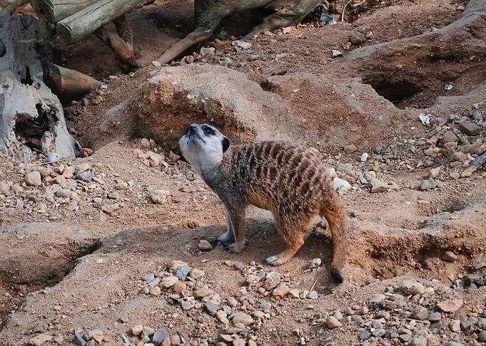 suricate