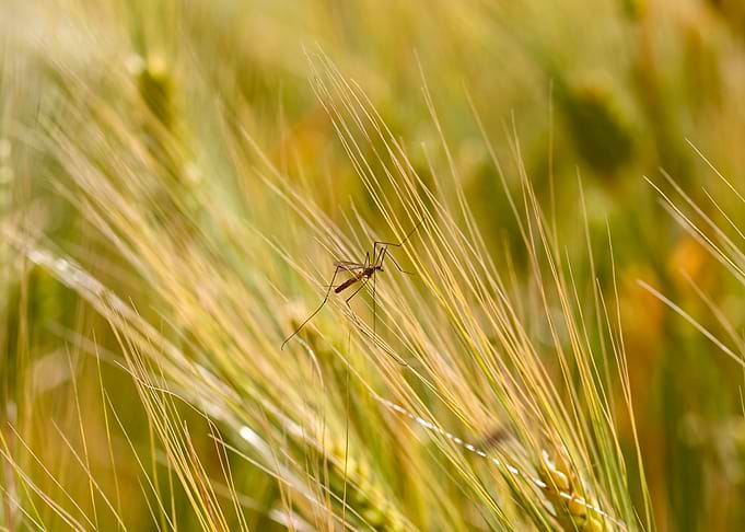 Big cranefly