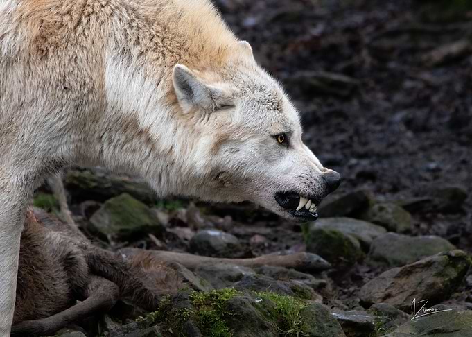Loup noir du canada
