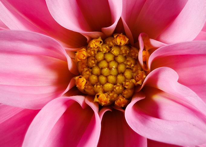 Photography of a Dahlia