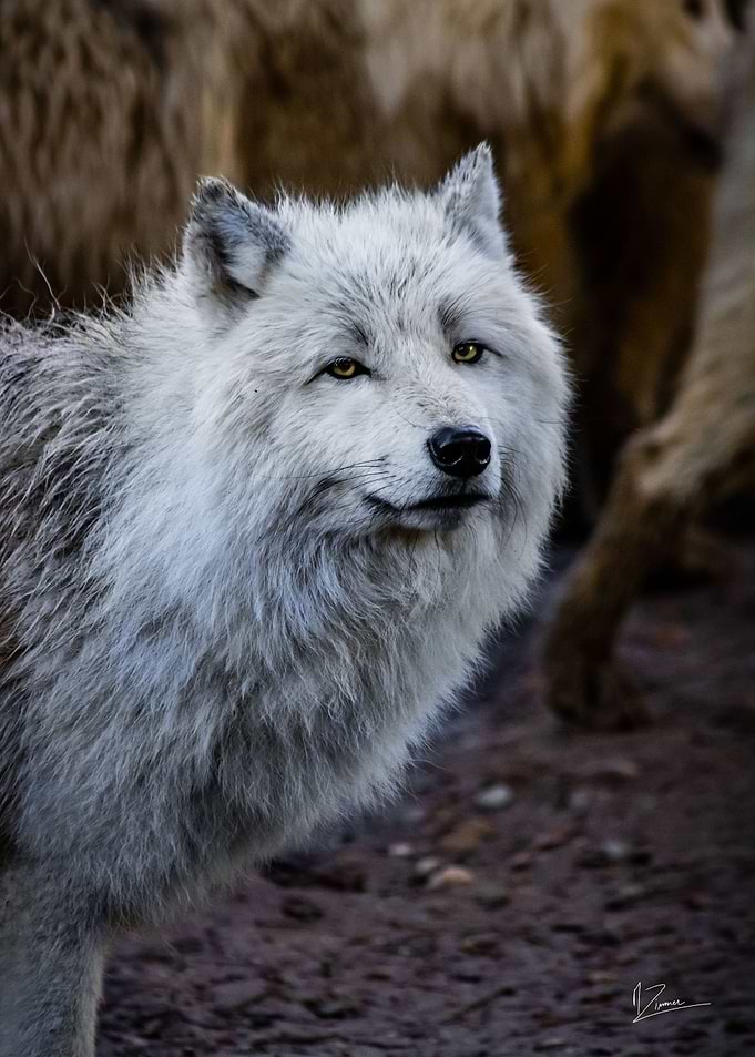 loup arctique