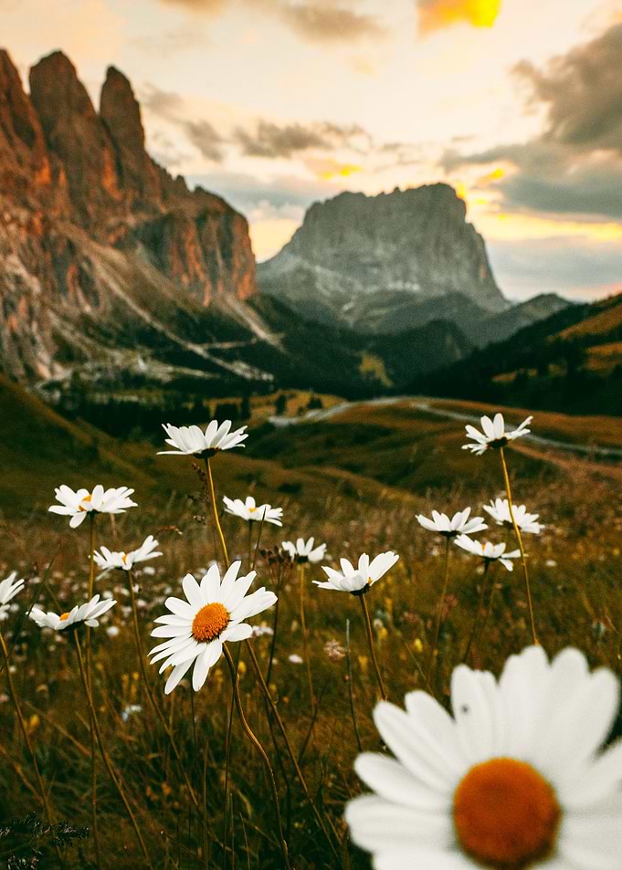 FLOWER PARK AND MOUNTAIN
