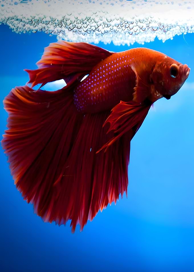 fish