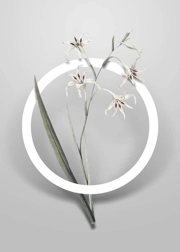 Gladiolus Cuspidatus Art