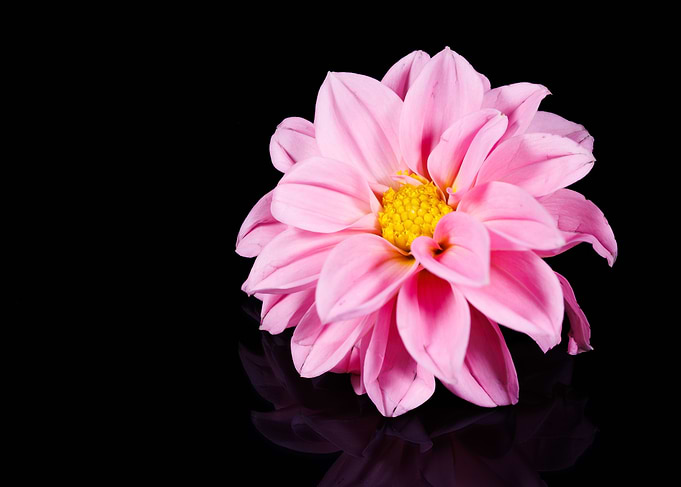Photography of a Dahlia