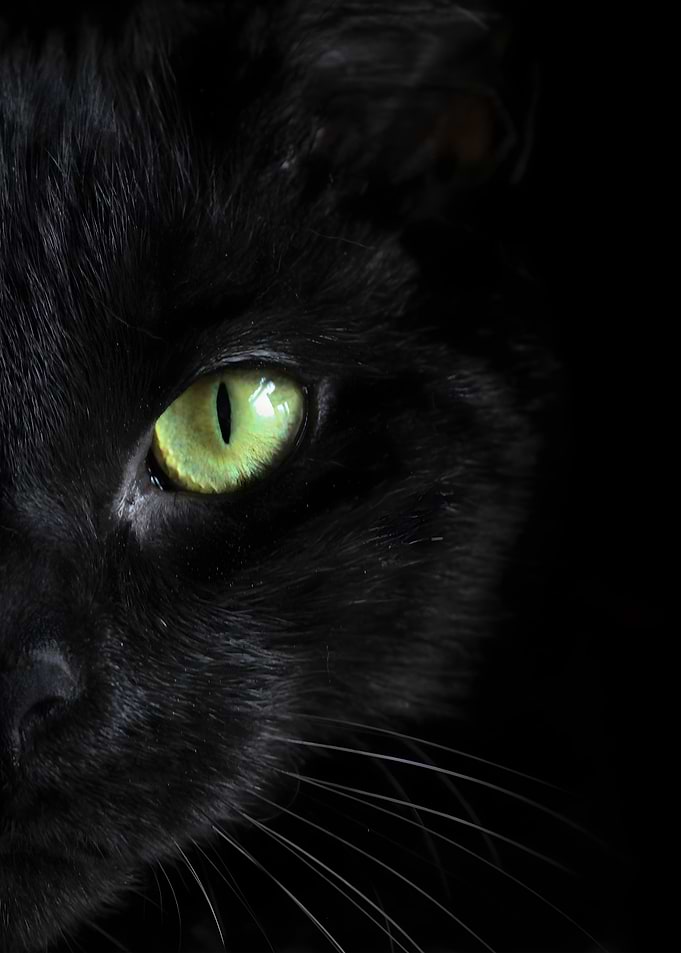 half cat