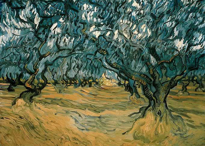 Olive Trees