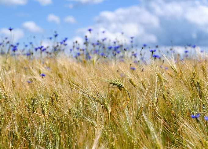Cornfield and Cornflowers