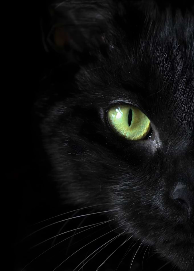 half cat