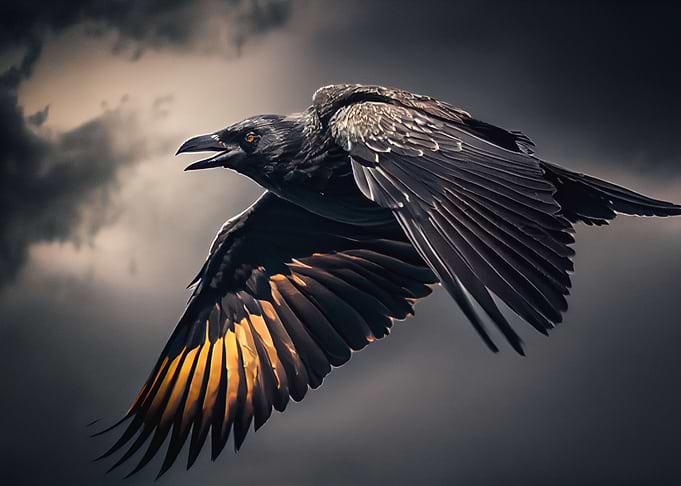crow