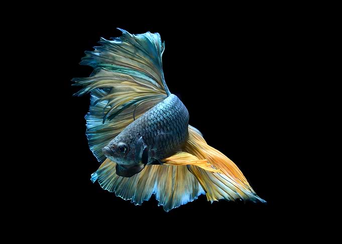 fish