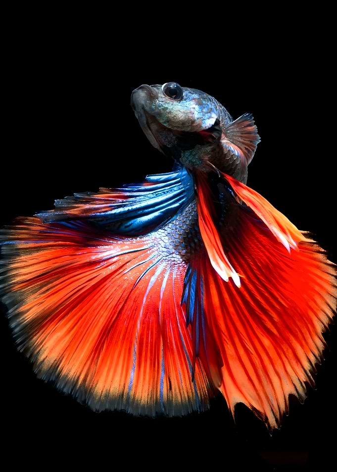 fish