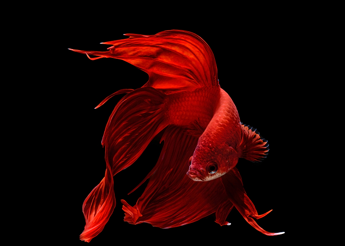 fish